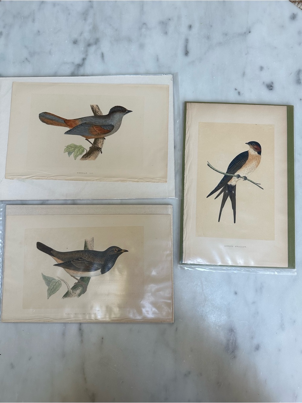 1800s Jardines Natural History Birds Chromolithograph Prints